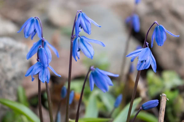 İlk bahar mavi çiçekleri, Scilla Siberica — Stok fotoğraf