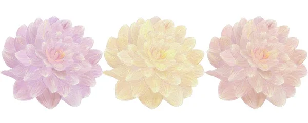 ダリアの花のイラスト 白を背景に花 バーガンディ 黄色の3色の変種 — ストック写真