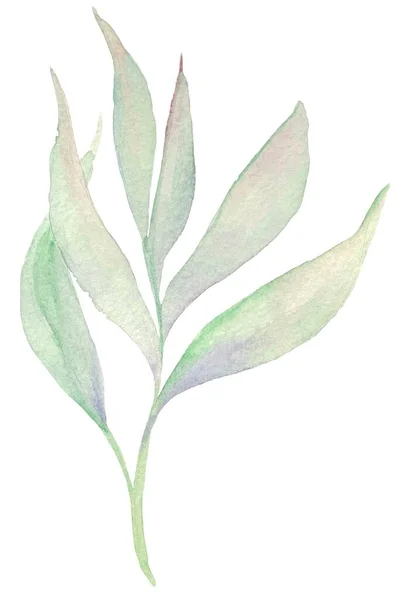 Illustrazione Acquerello Ramoscello Con Foglie Verdi Elemento Isolato Sfondo Bianco — Foto Stock