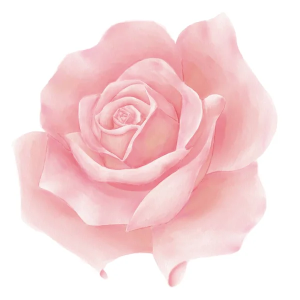 Ilustrações Aquarela Rosas Rosa Sobre Fundo Branco Elemento Isolado — Fotografia de Stock