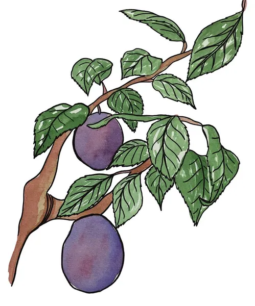 Aquarell Illustrationen Zweige Mit Früchten Pflaumen Und Grünen Blättern — Stockfoto