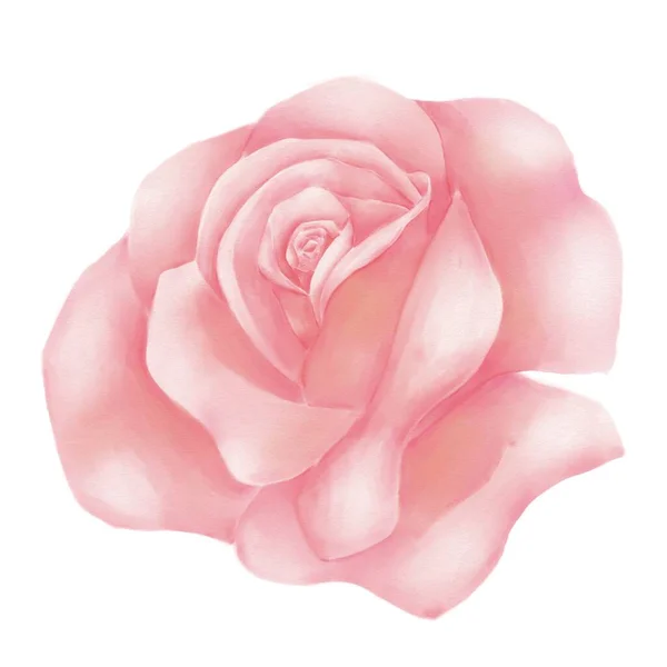Illusztráció Rózsaszín Rózsa Virág Texturált Akvarell Papír Elszigetelt Dekoratív Elem — Stock Fotó