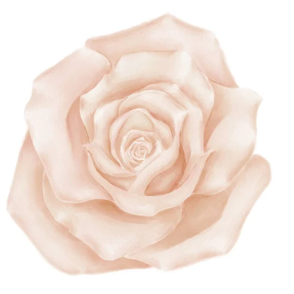 Aquarela Ilustração Flor Rosas Bege Sobre Fundo Branco Elemento Decorativo — Fotografia de Stock