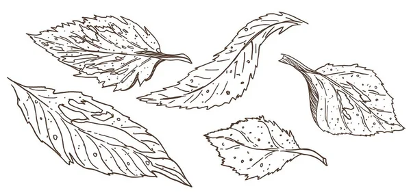 Jesienny Zestaw Dekoracyjnych Konturowych Ilustracji Liści — Zdjęcie stockowe