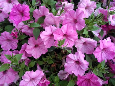 Pembe petunya çiçekleri, yakın plan, doğal arka plan.