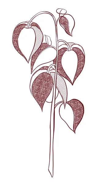 Kontúr Illusztráció Fizális Növény Fehér Alapon Díszítő Elemekkel — Stock Fotó