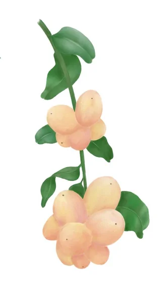 Watercolor Illustration Plants Snow Berries — Stock Photo, Image