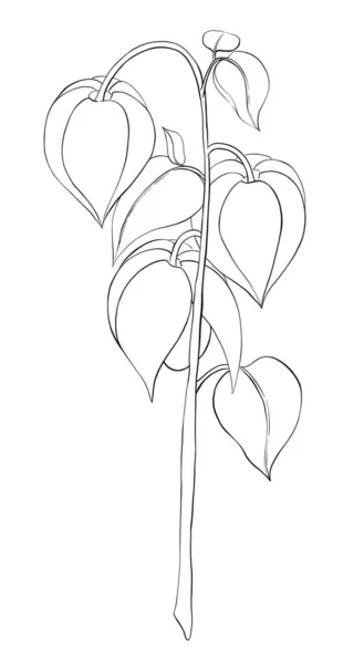 Illustration Contour Plante Physalis Sur Fond Blanc — Photo