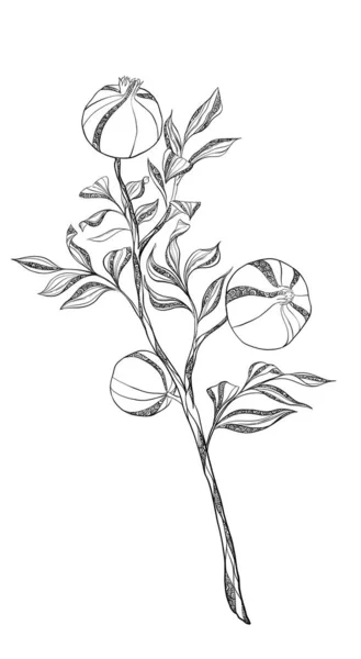 Ilustracja Konturu Ozdobą Dekoracyjne Gałązki Owocami Granatu — Zdjęcie stockowe
