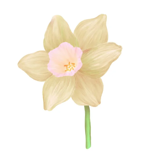 Illustrations Aquarelles Une Fleur Narcisse Sur Fond Blanc Dégradé Beige — Photo