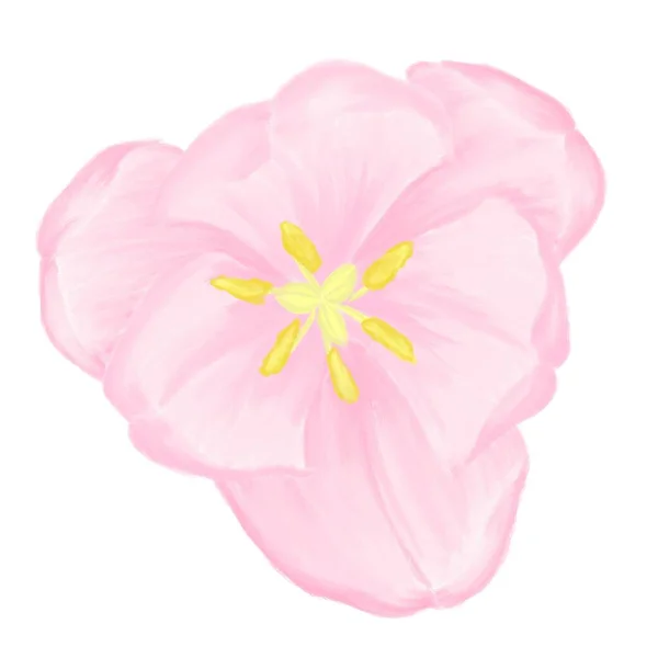 Tulpan Blomma Ovanifrån Rosa Vår Knopp — Stockfoto