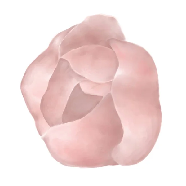 Бежево Рожевий Бутон Вишневі Квіти Ізольована Квітка Білому Тлі Весняні — стокове фото