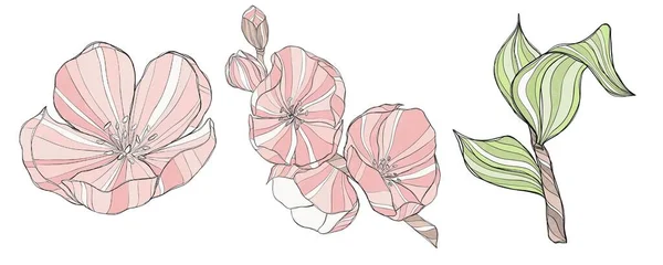 Illustrations Décoratives Fleurs Branches Cerisier Sur Fond Blanc Rose — Photo