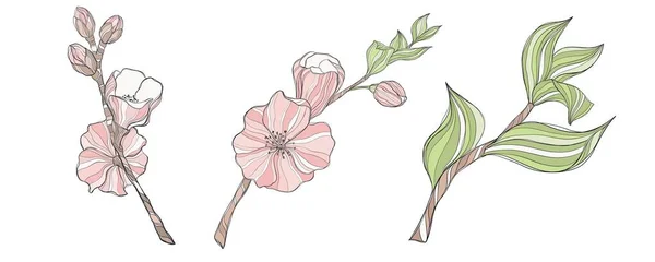 Zestaw Elementów Dekoracyjnych Ilustracja Gałązki Kwiaty Wiśni Różowymi Kwiatami Białym — Zdjęcie stockowe
