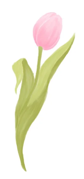 Fleur Printemps Rose Tulipe Sur Fond Blanc Illustration Avec Peintures — Photo