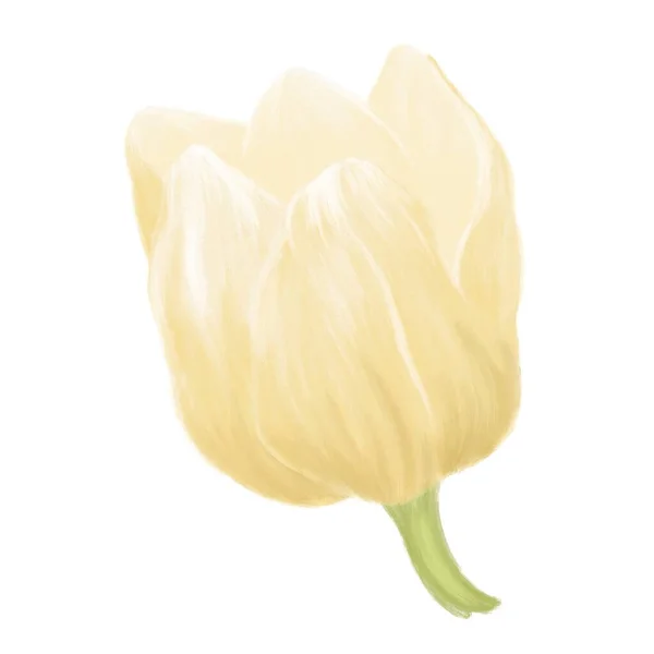 Жовтий Бутон Квітки Тюльпанів Ізольований Елемент Білому Тлі — стокове фото