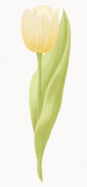 Κίτρινη Τουλίπα Λουλούδι Λευκό Φόντο Ακουαρέλα Εικονογραφήσεις Διακοπές Άνοιξη — Φωτογραφία Αρχείου