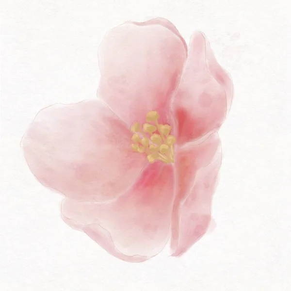 Flor Primavera Cerejas Flores Cereja Fundo Branco Ilustração Aquarela — Fotografia de Stock
