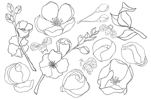 Ensemble Illustrations Contour Fleurs Brindilles Cerisiers Illustrations Isolées Sur Fond — Photo