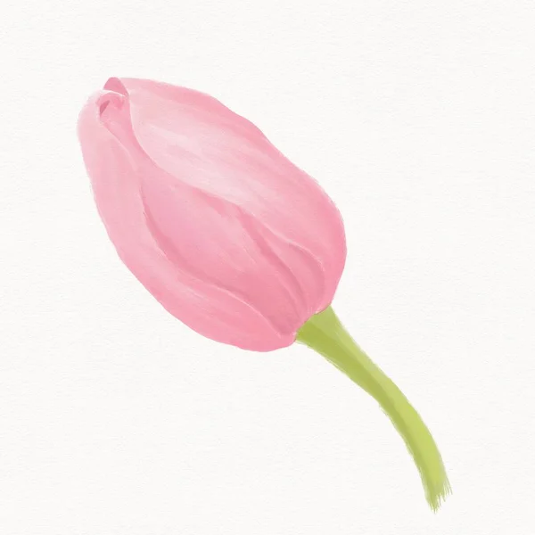 Illustration Aquarelle Bourgeon Tulipe Rose Non Ouvert Sur Fond Blanc — Photo