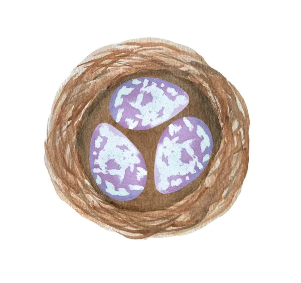Гарний Акварельний Малюнок Гніздо Фіолетовими Яєчками Великдень — стокове фото