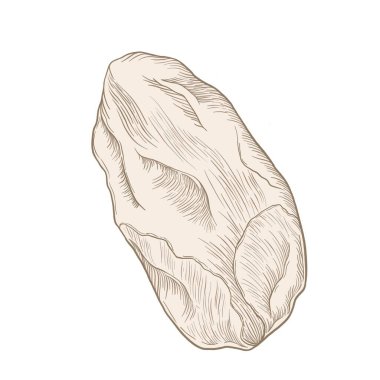 Beyaz arka planda doğrusal çizim, fındık, fıstık - izole edilmiş bir element