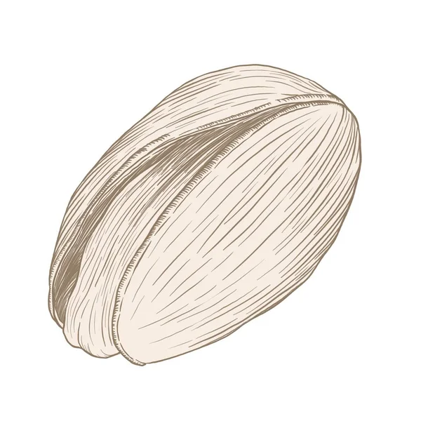Contour Linear Drawing Pistachio Nut Beige Background — Stock Photo, Image