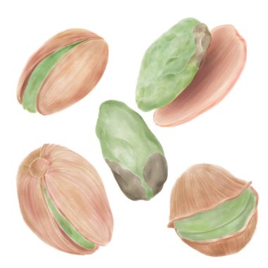 Beyaz arka planda izole edilmiş suluboya çizimler, fındıklar, fıstıklar.