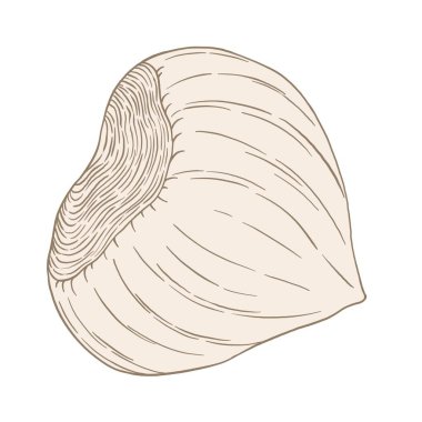 Beyaz arka planda izole edilmiş ceviz, fındık ve ceviz örnekleri.