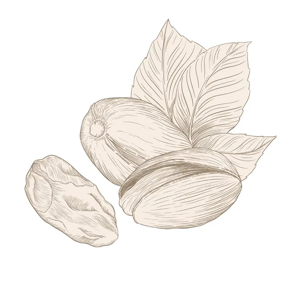 Composition Nuts Pistachios Beige Illustrations White Background — Stock Photo, Image