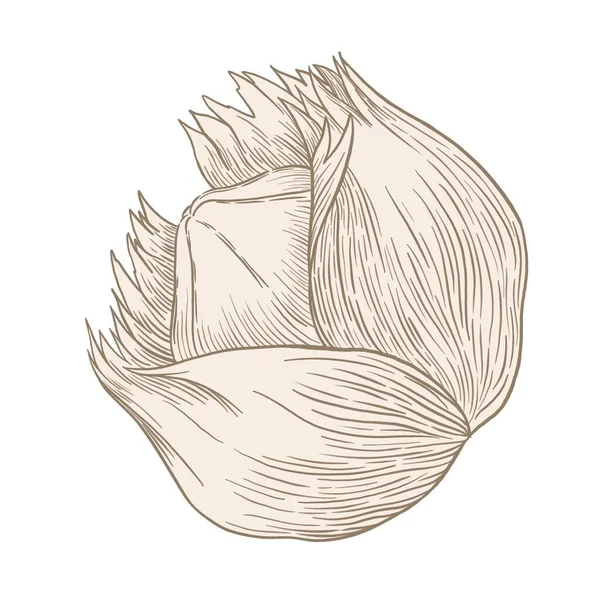 Ilustracja Konturu Orzecha Laskowego Białym Tle — Zdjęcie stockowe
