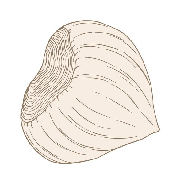 Contoured, hatched illustration of walnut, hazelnut on a white background isolated element