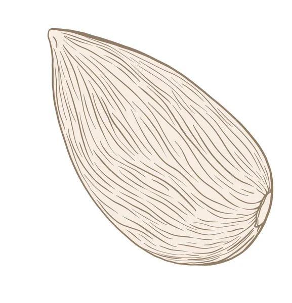 Simple Contour Illustration Almond Nut Isolated Element White Background — Stock Photo, Image
