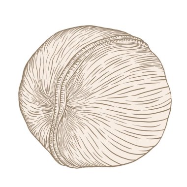 Yumurtadan çıkan basit ceviz çizimi, yalıtılmış element