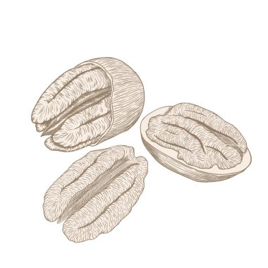 Beyaz arkaplanda doğrusal pekan çizimlerinin bileşimi