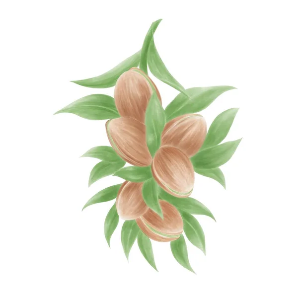 Watercolor Illustration Branch Pistachio Nuts — Stock Photo, Image
