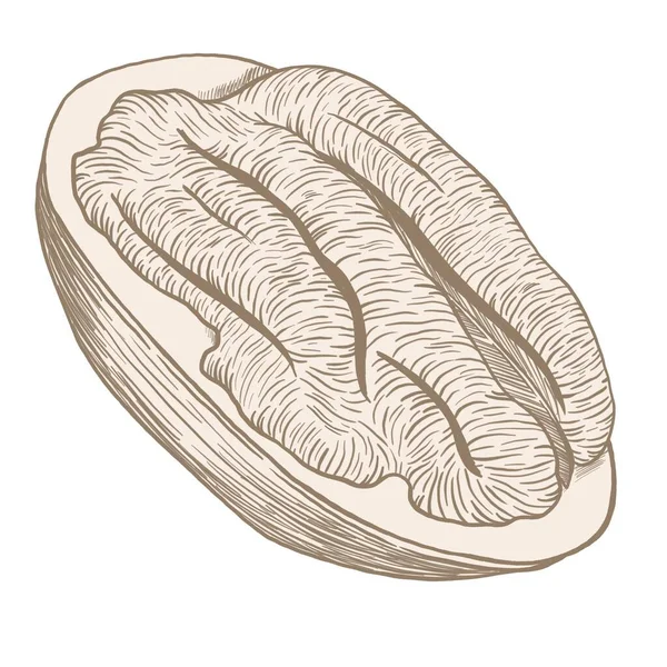 Pecan Kernel Shell Simple Beige Illustration Hatching Shape — Stock Photo, Image