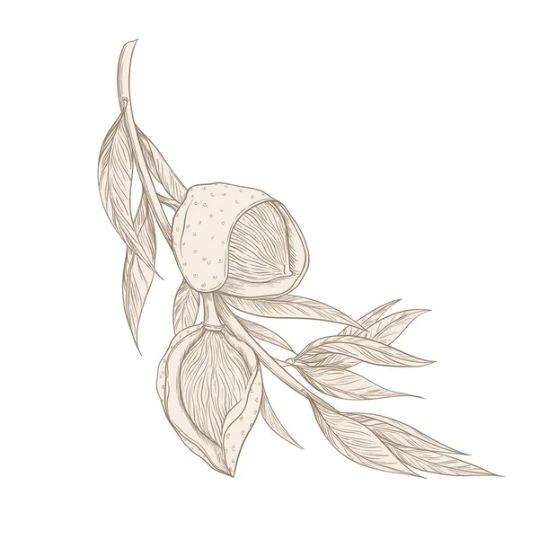 Beige Lineare Illustration Auf Weißem Hintergrund Eines Zweiges Mit Mandeln — Stockfoto