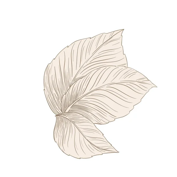Ilustração Decorativa Folhas Bege Ilustração Simples Isolada — Fotografia de Stock