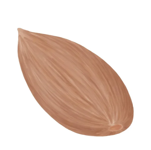 Almond Nut Isolated White Background Watercolor Illustration — Stock Photo, Image