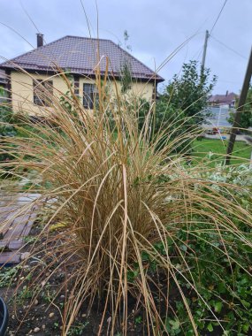 Dekoratif otlar ve tahıllar peyzaj tasarımında. Sonbahar mevsiminde bitki bahçesi