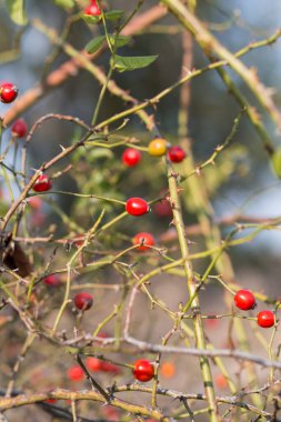 Sonbaharın sonlarında bir çalılığın dallarında olgunlaşmış gül kalçaları.