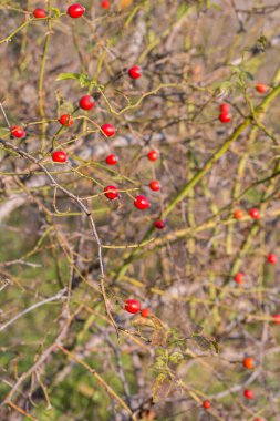 Sonbaharın sonlarında bir çalılığın dallarında olgunlaşmış gül kalçaları.