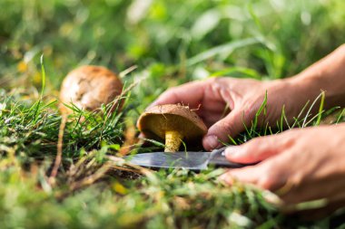 Kadın eli, sonbahar ormanında yakın planda bir mantarın bacağını kesiyor.