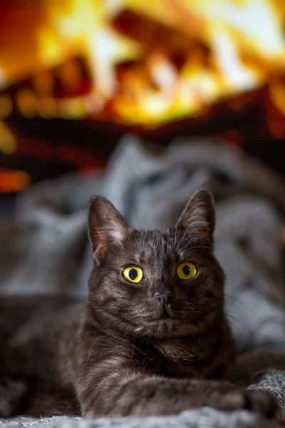 Крупный План Тёмной Кошки Фоне Огня Камине — стоковое фото