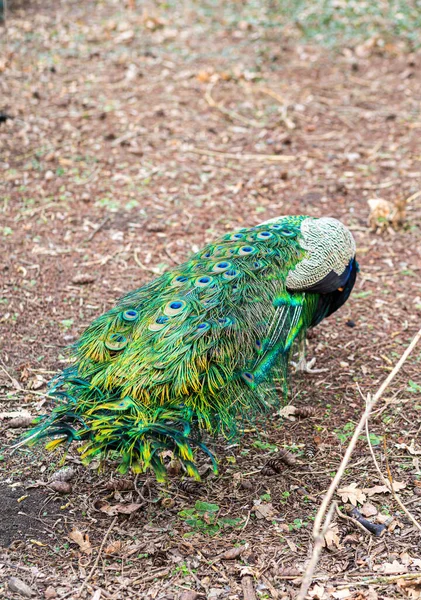 Masculino Pavão Cauda Perto — Fotografia de Stock