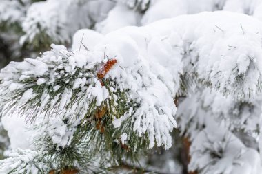 Ormandaki kar yığınlarının arka planında karla kaplı bir çam dalına yakın plan..