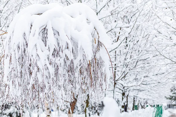 Snow Covered Weeping Willow Background Snowdrifts Forest — Stock Photo, Image