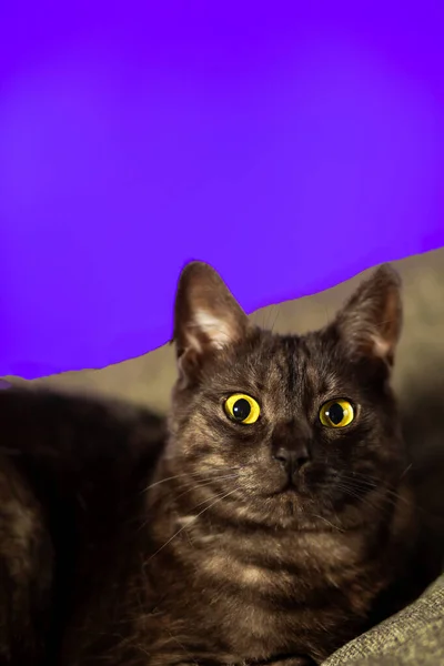 Темная кошка с янтарными глазами на фиолетово-красном фоне — стоковое фото