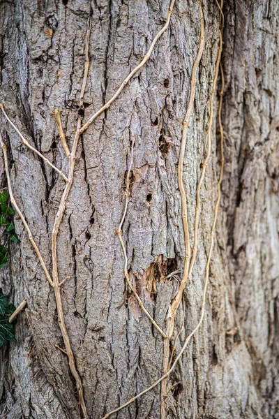 Textur eines Baumstammes im Wald in Großaufnahme — Stockfoto